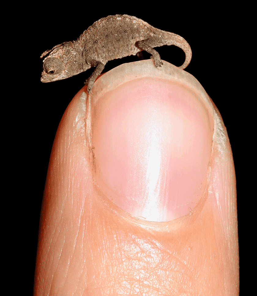 camaleón más pequeño del mundo